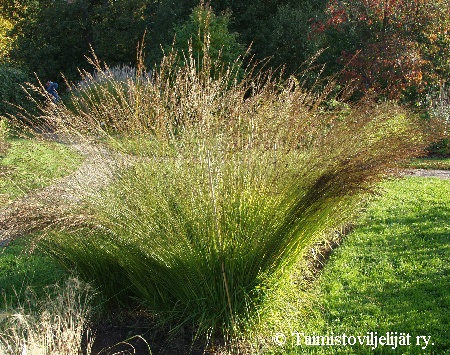 Molinia caerulea